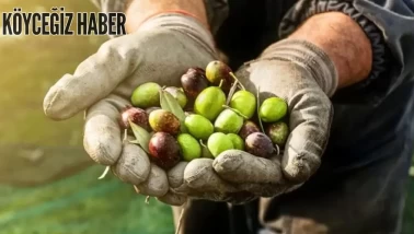 Rüyada Zeytin Toplamak Ne Demek, Anlamı Nedir? Rüya Tabiri