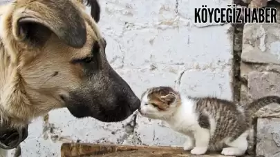 Köyceğiz Belediyesi, Sokak Hayvanları İçin Kuru ve Yaş Mama Alımı İhalesi Düzenleyecek