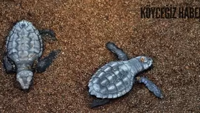 Milas'da Denizde 2 Adet Ölü Caretta Caretta Bulundu!