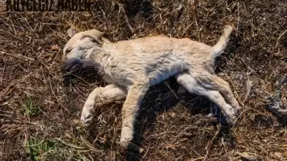 Bodrum'da Köpekleri Zehirli Gıda ile Öldürdüler