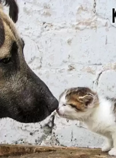 Köyceğiz Belediyesi, Sokak Hayvanları İçin Kuru ve Yaş Mama Alımı İhalesi Düzenleyecek