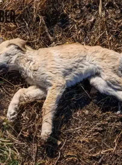 Bodrum'da Köpekleri Zehirli Gıda ile Öldürdüler