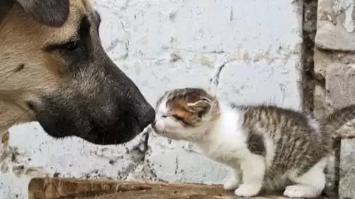 Köyceğiz Belediyesi, Sokak Hayvanları İçin Kuru ve Yaş Mama Alımı İhalesi Düzenleyecek