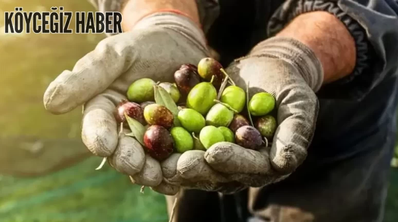 Rüyada Zeytin Toplamak Ne Demek, Anlamı Nedir? Rüya Tabiri