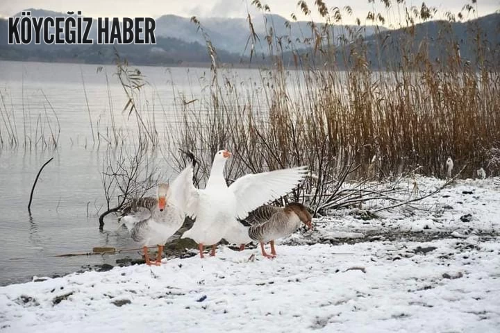 Köyceğiz’de Pansiyon Fiyatları ve Konaklama Alternatifleri