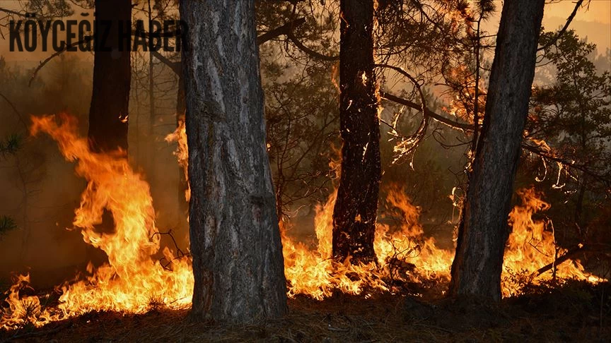 Menteşe - Ula Bölgesi'nde Meydana Gelen Yangında İtfaiye Ekipleri Müdahale Ediyor